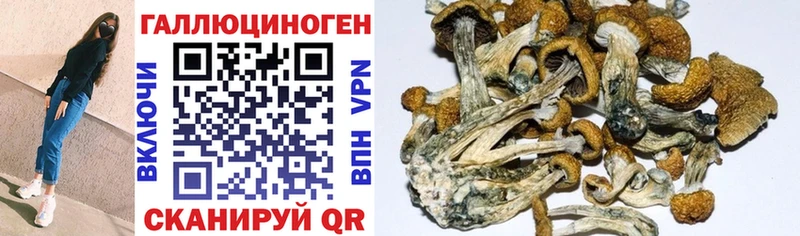 Галлюциногенные грибы Psilocybine cubensis Межгорье